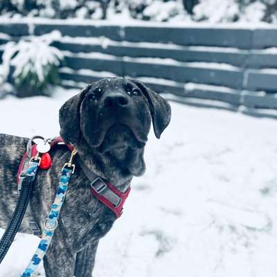 Hundetreffen-Gemeinsame Spaziergänge-Bild