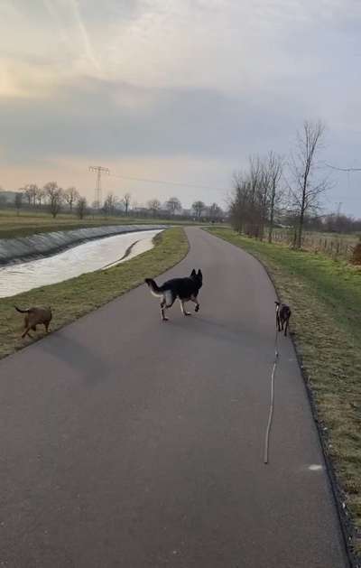 Hundetreffen-Gemeinsame Spaziergänge-Bild