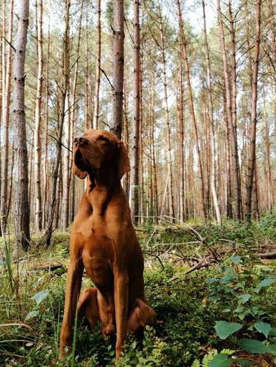 Lustige Merkmale am Hund - Fellzeichnungen :)-Beitrag-Bild