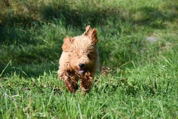 Fotochallenge 66 ~ Rennaction -Zeig deinen Hund im Lauf-Beitrag-Bild