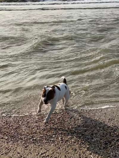 Dogorama-Monats-Challenge-Mai "Wasser"-Beitrag-Bild