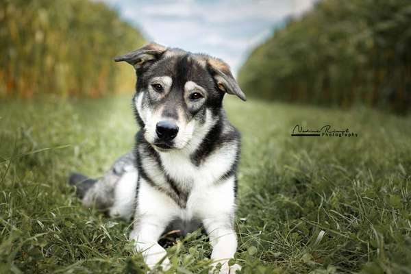 Labradorfans-Beitrag-Bild