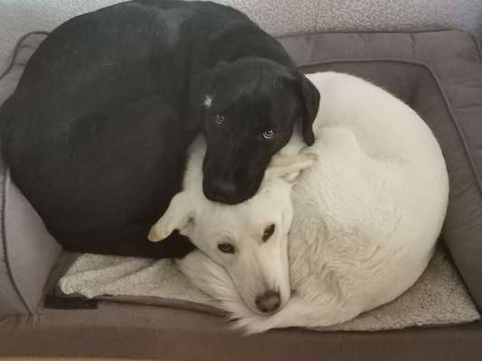 Labradorfans-Beitrag-Bild