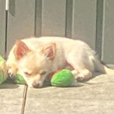 Hundetreffen-Gassi- und Spielgefährten-Bild