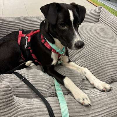 Hundetreffen-Social- Walk oder gemeinsames Spielen-Bild