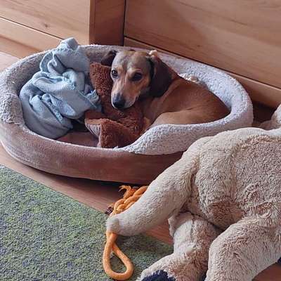Hundetreffen-Treffen mit anderen Fellnasen-Bild