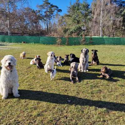 Giftköder-Hundetreffen-Bild