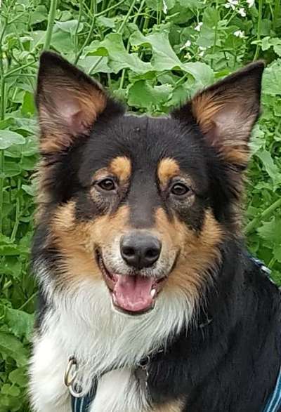 CHALLENGE NR. 19 - Der Hundeblick-Beitrag-Bild