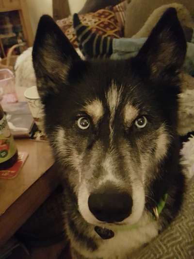 CHALLENGE NR. 19 - Der Hundeblick-Beitrag-Bild