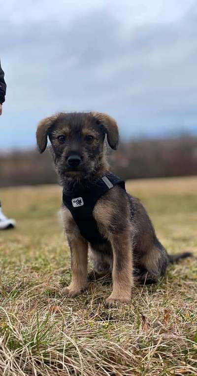 Welpen Bilder !-Beitrag-Bild