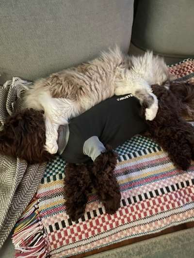 Die Dogorama Wochen Challenge-Beitrag-Bild