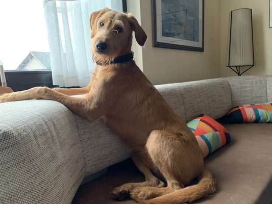 Labradoodle gesucht-Beitrag-Bild