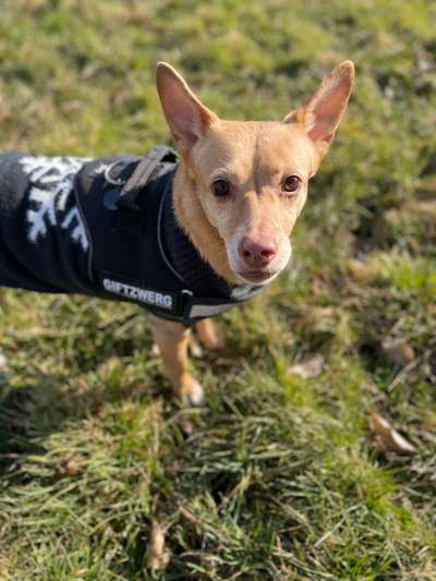 Hundetreffen-Entspannte gassi Runde  mit einer hübschen Waouwaou Lady-Bild