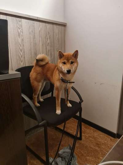 Nordische Hunde-Beitrag-Bild