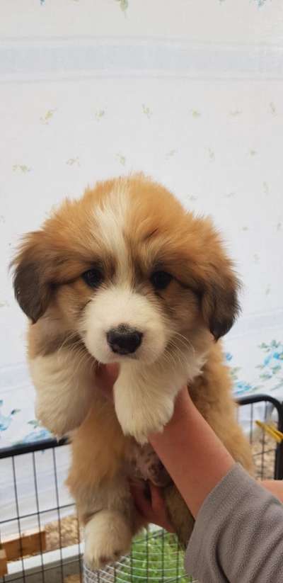 Welpen Bilder !-Beitrag-Bild