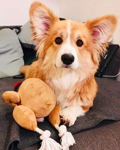 Welche Hunderasse-Beitrag-Bild