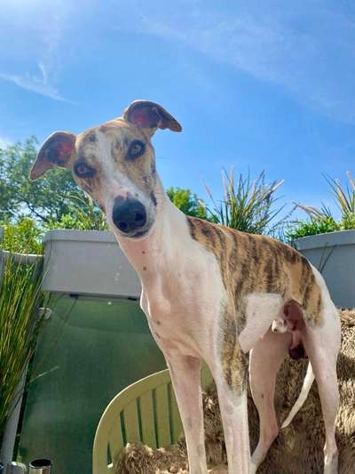 Whippet-Beitrag-Bild