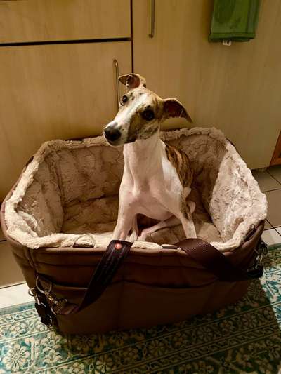 Whippet-Beitrag-Bild