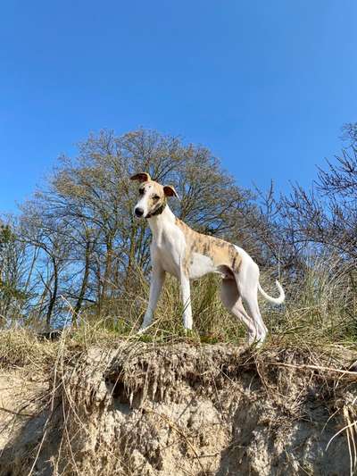 Whippet-Beitrag-Bild