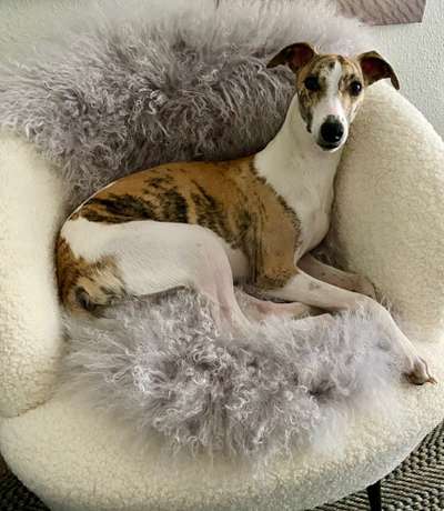 Whippet-Beitrag-Bild