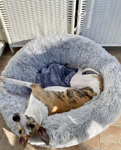 Whippet-Beitrag-Bild