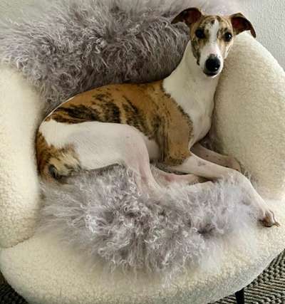 Whippet-Beitrag-Bild