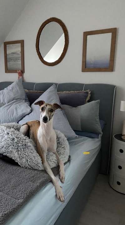 Whippet-Beitrag-Bild