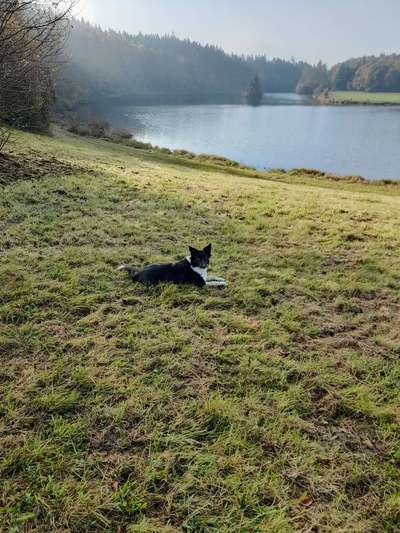 Hundeauslaufgebiet-Stausee Haslach-Bild