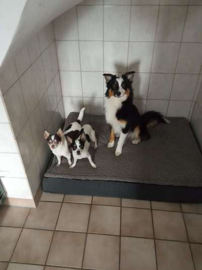 Hundetreffen-Gassifreunde und Übungsspaziergänge-Bild