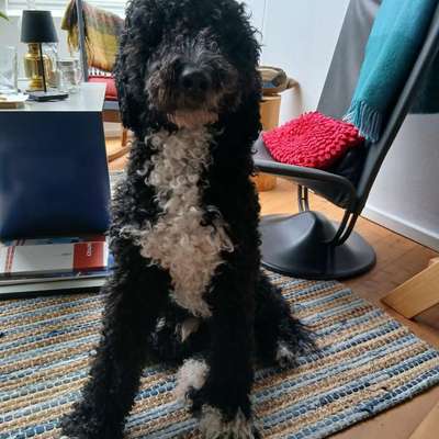 Hundetreffen-Bolle sucht Spazier-/Spiel-/Trainingsfreunde-Bild