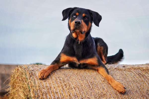Rottweiler/-Mischlinge-Beitrag-Bild