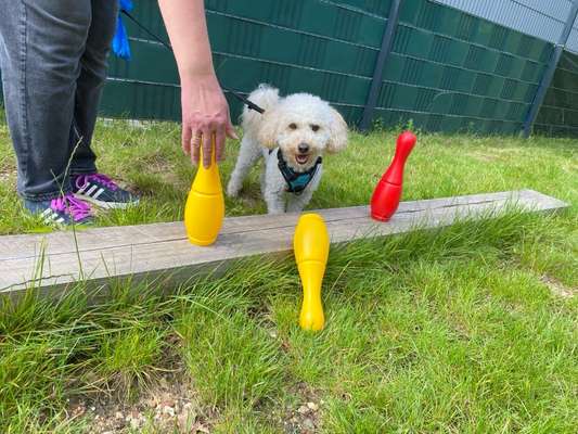 Hundetreffen-Training an der Leine-Bild