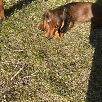 Hundetreffen-Welpentreff im Garten oder Park Reinickendorf-Bild