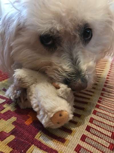 Fotochallenge Nr. 58 - Zeigt mir Euren Hund mit seinem liebsten Spielzeug-Beitrag-Bild