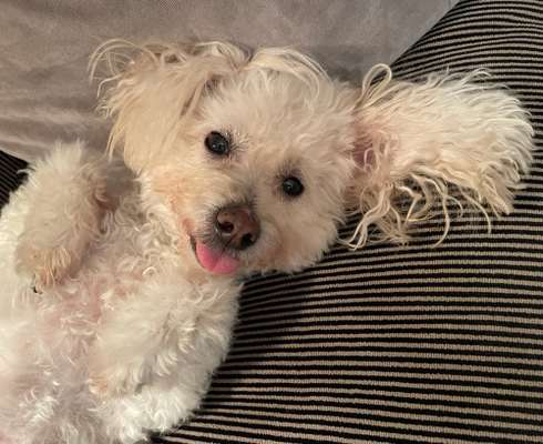 Die besten Hundeblicke 🐾❤️-Beitrag-Bild