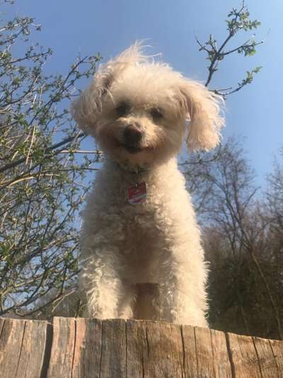 Dogorama Photo Challenge - Der Frühling kommt-Beitrag-Bild