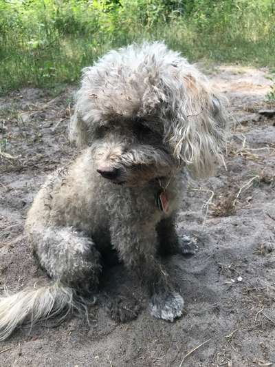 FOTOCHALLENGE 72 - Glücklicher Hund im Schmuddel-Look-Beitrag-Bild