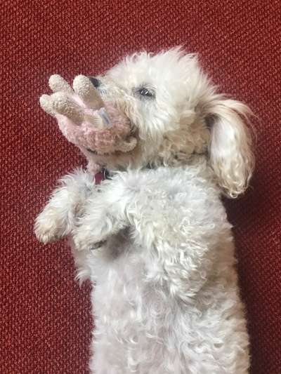 Alles rund um den Pudel-Beitrag-Bild