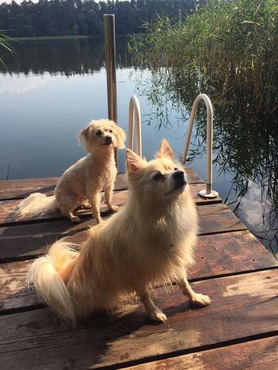 Dogorama Photo Challenge - Die besten Hundebuddys-Beitrag-Bild