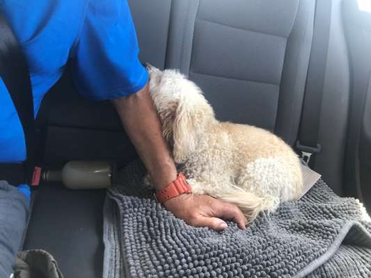 FOTOCHALLENGE 70 - Dein Hund im Auto-Beitrag-Bild