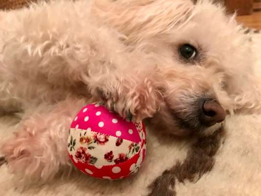 Der Lieblingsplüschi eures Vierbeiners-Beitrag-Bild