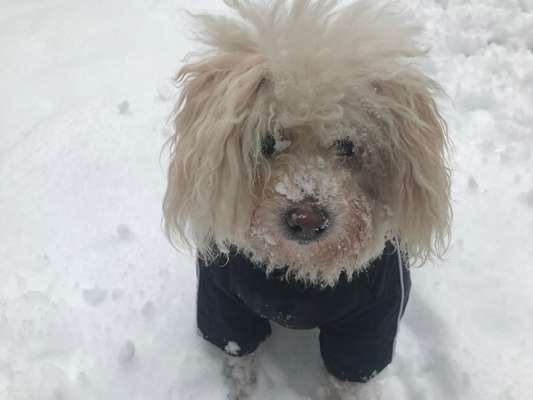 Dogorama Photo Challenge - Es wird nochmal kalt!-Beitrag-Bild