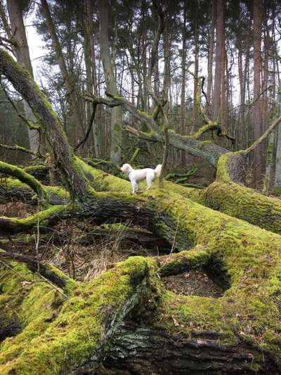 Wald Bild-Beitrag-Bild