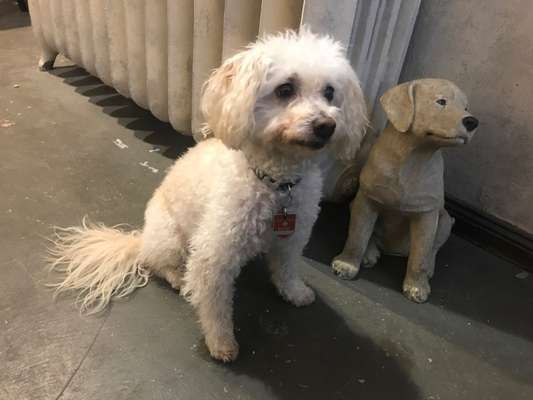 Alles rund um den Pudel-Beitrag-Bild