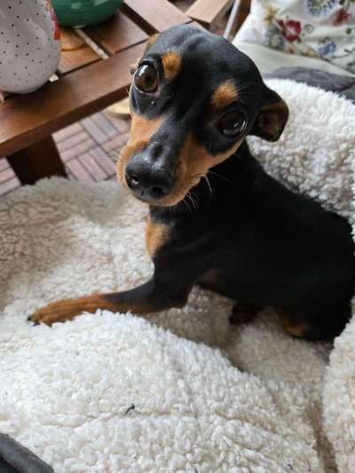 Hundetreffen-Prager Rattler Toben und spielen-Bild