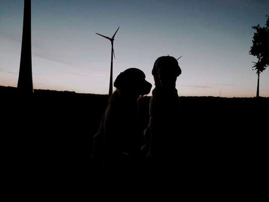 Dogorama Foto Challenge - Dämmerung-Beitrag-Bild