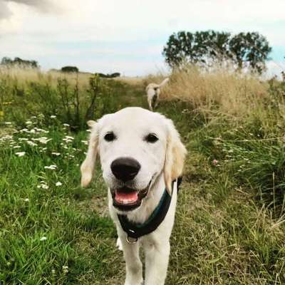 Wo sind die Golden Retriever Liebhaber?-Beitrag-Bild