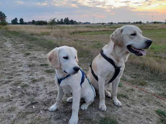 Wo sind die Golden Retriever Liebhaber?-Beitrag-Bild