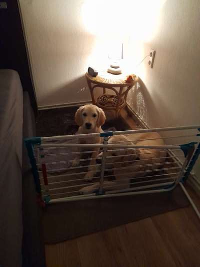 Hund in der Box?-Beitrag-Bild