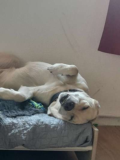 Fotosammlung: ,,Der natürliche Hund" Unbearbeitet, ungestellt und in Natura-Beitrag-Bild